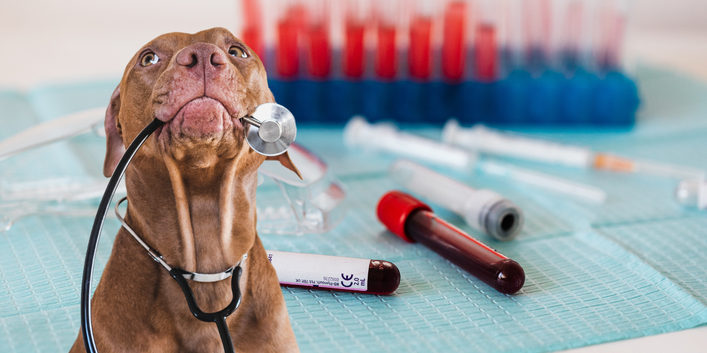 Books – Bite-Sized Veterinary Guides