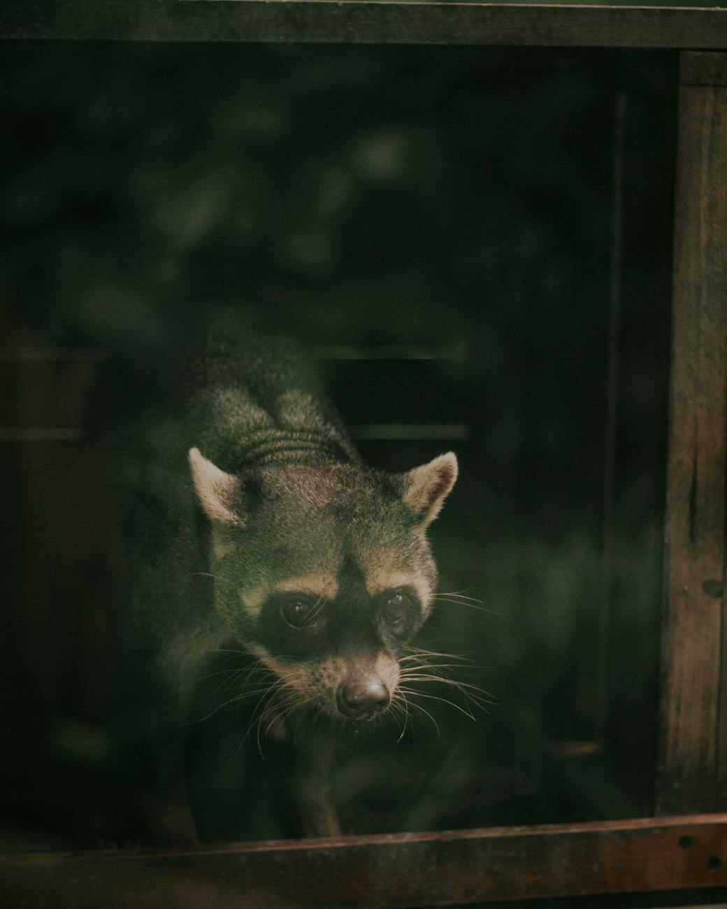 black raccoon in close up photography