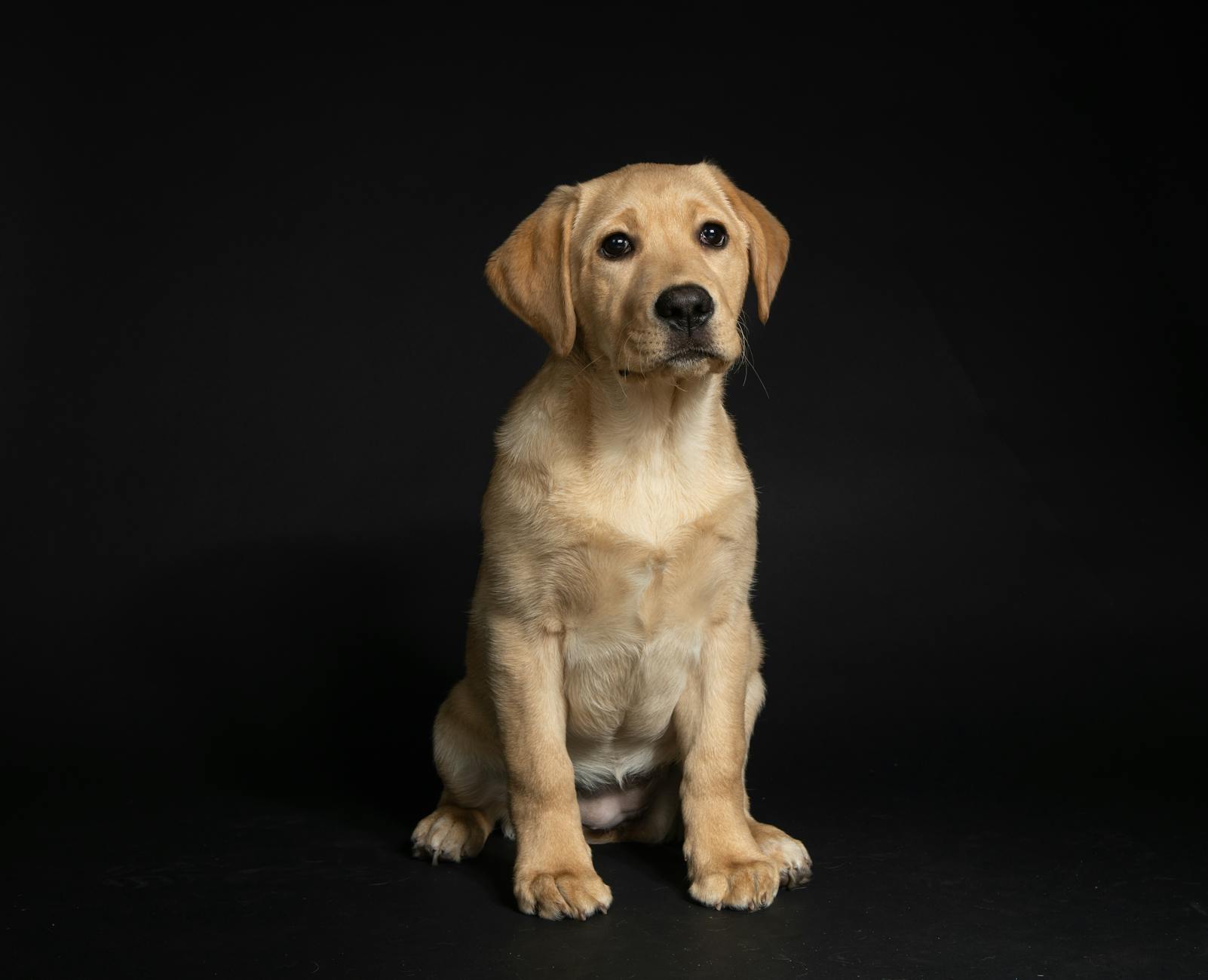 yellow labrador retriever puppy sitting on black floor